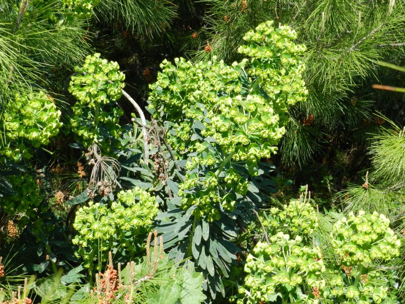 Euphorbia characias